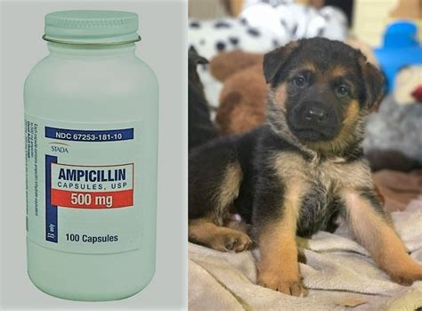 ampicillin 500mg for dogs